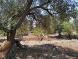 For sale trullo for renovation in Ostuni