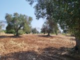 Sea view land for sale in Carovigno