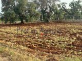 Land with olive trees