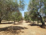 Land for sale with approved project in Carovigno