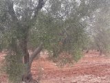 Land for sale with centuries-old olive grove in San Vito dei Normanni