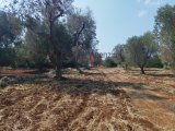 Land for sale in San Vito dei Normanni