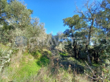 Rustic land with 4240 m2 in Olas - Tomar.