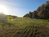 Rustic land with 7,000 m2, located in Vale Silveira, Boliqueime, Loulé, Faro, Portugal.